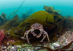 Spider crab in Streamstown Bay.
D3 10.5mm. by Mark Thomas 